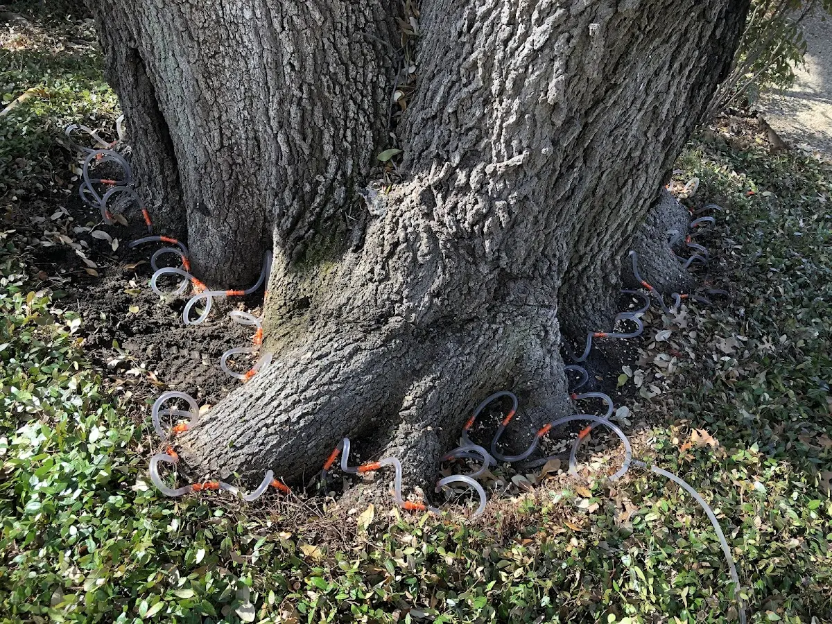 Detailed Tree Cabling and Bracing job site in River Ranch