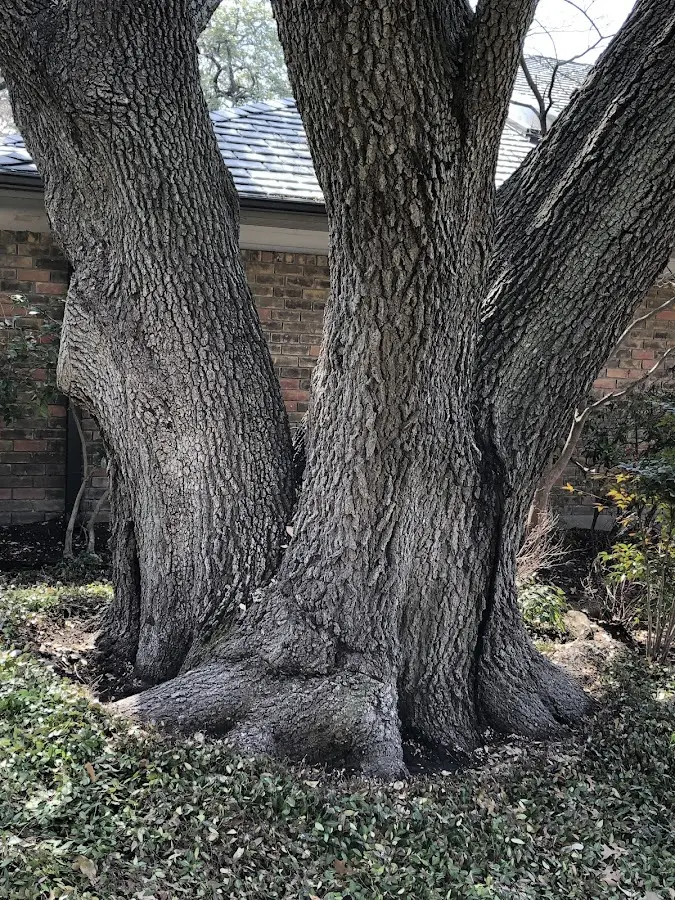 Mature heritage tree close to a River Ranch property cared for by certified arborists